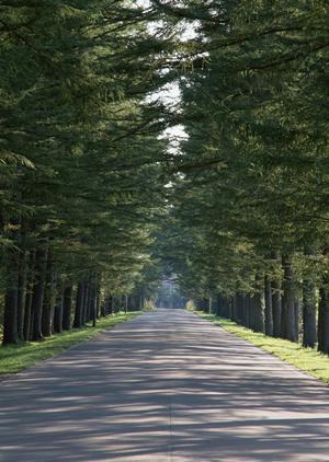 【最新版】自毛植毛の効果と安全性を徹底解説！失敗しないための対策とポイント